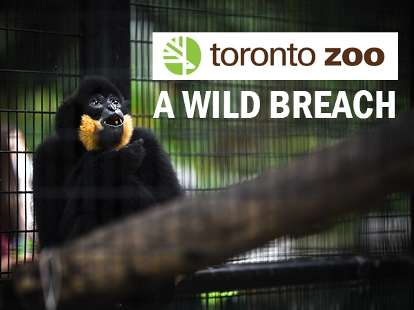 Blog thumbnail 600x450 Wild Breach2 63 Sats Cybersecurity India